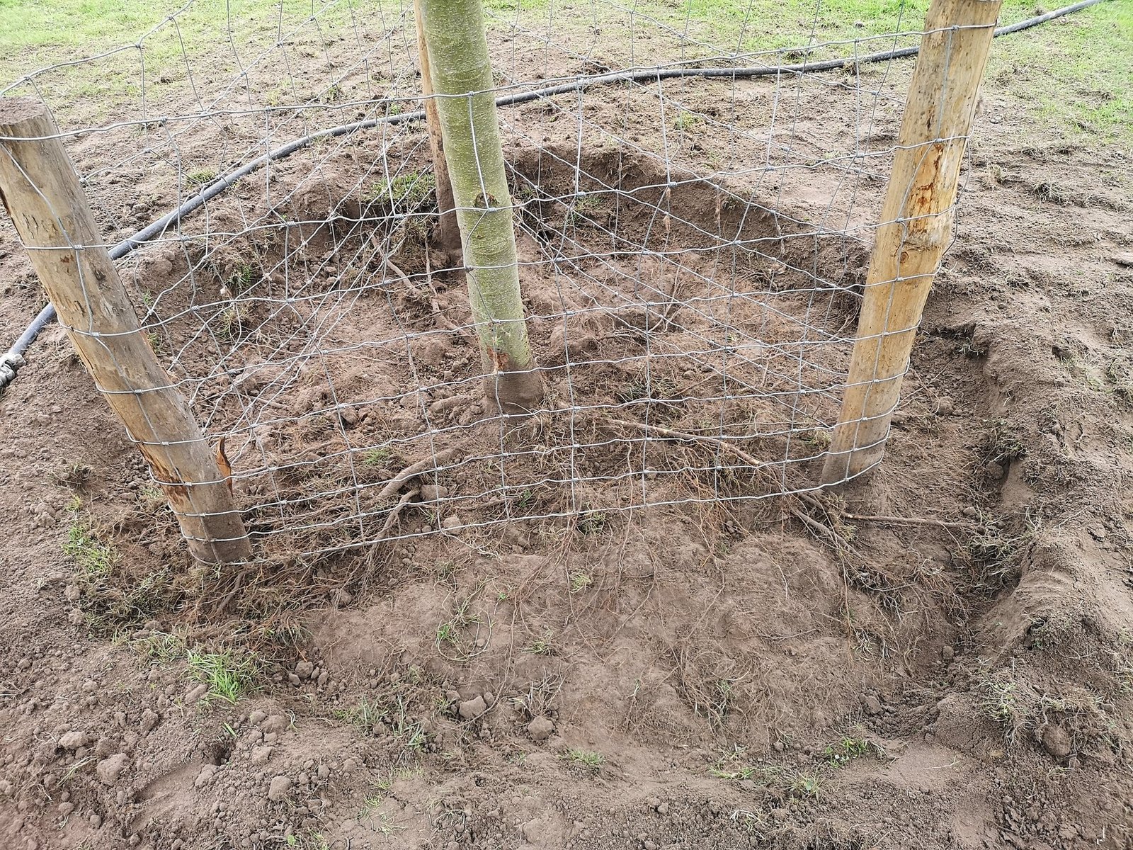 Wortels vrijgelegd met de AirSpade