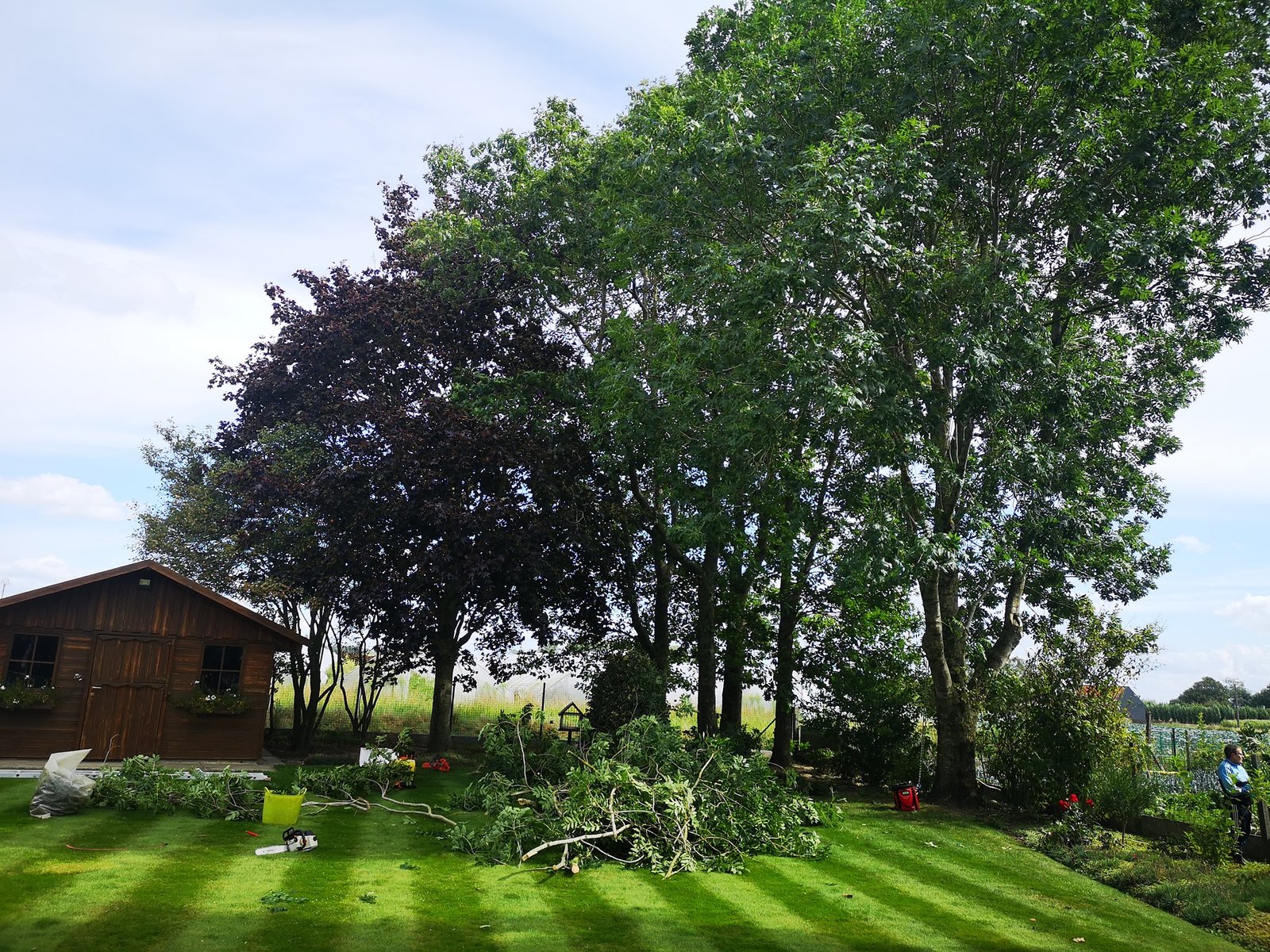 Bomen snoeien in een tuin