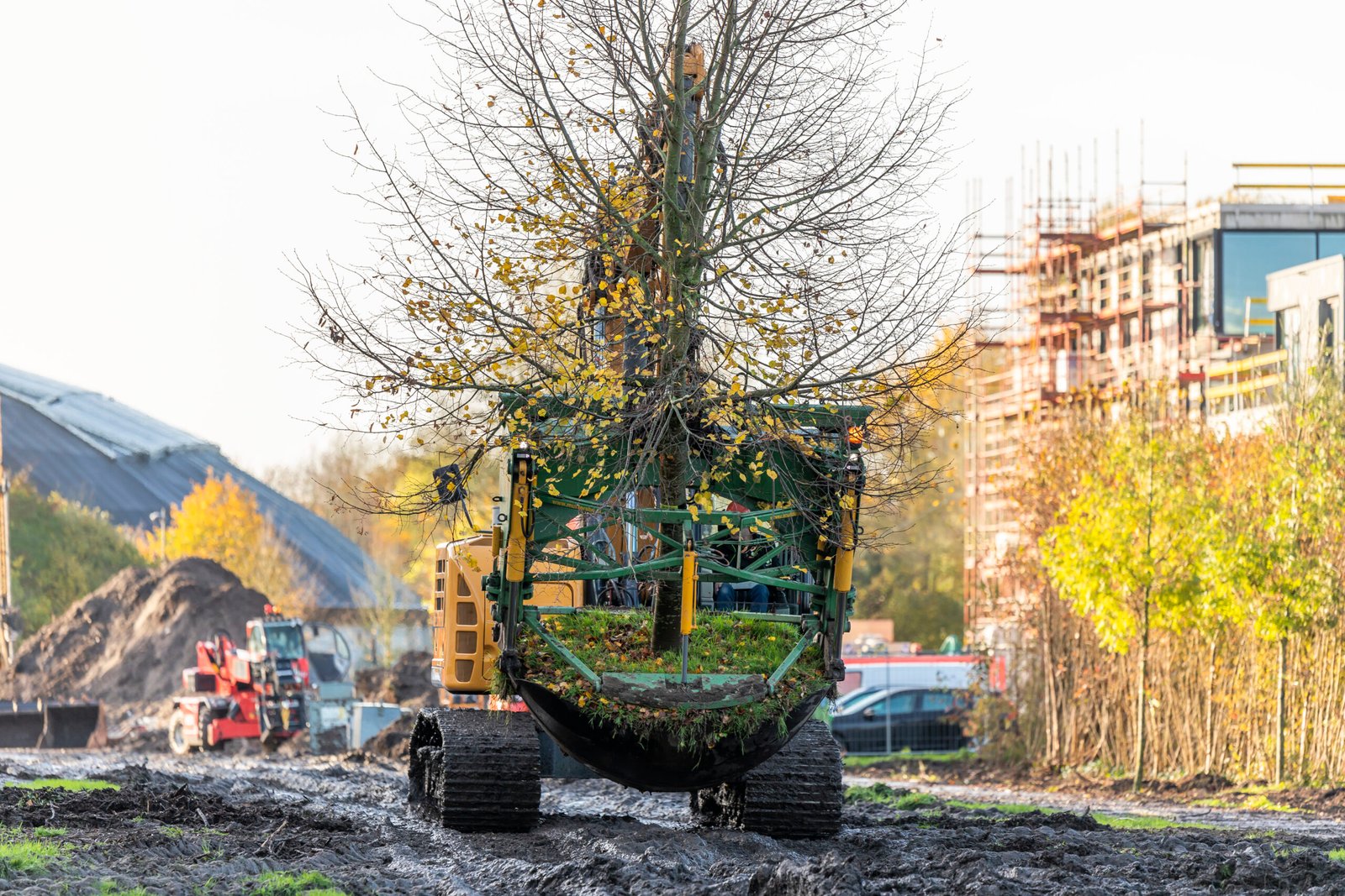 Volwassen boom die verplant wordt op een werf